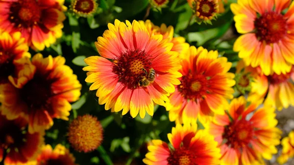 Defokussierter Floraler Hintergrund Für Webdesign Helle Blumen Einem Stadtpark — Stockfoto