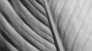 Bitki yaprakları, web tasarımı için arkaplan resmi.