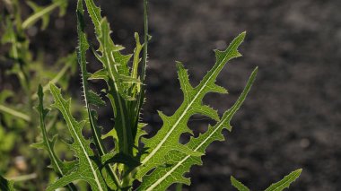 Bitki yaprakları, web tasarımı için arkaplan resmi.