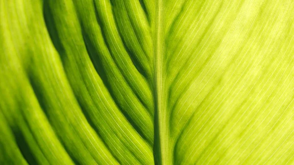 Blätter Von Pflanzen Hintergrundbild Für Webdesign — Stockfoto