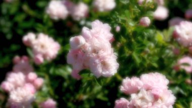 Web tasarımı için bulanık çiçek arkaplanı. Şehir parkında çiçekler