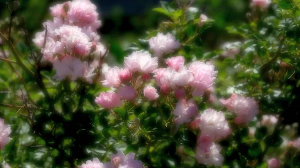 Webデザインのためにぼやけた花の背景を強調しました 公園内の花 — ストック写真