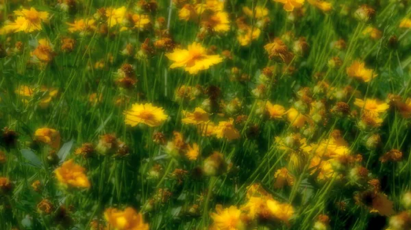 Defocused Blurred Floral Background Web Design Flowers City Park — Stock Photo, Image