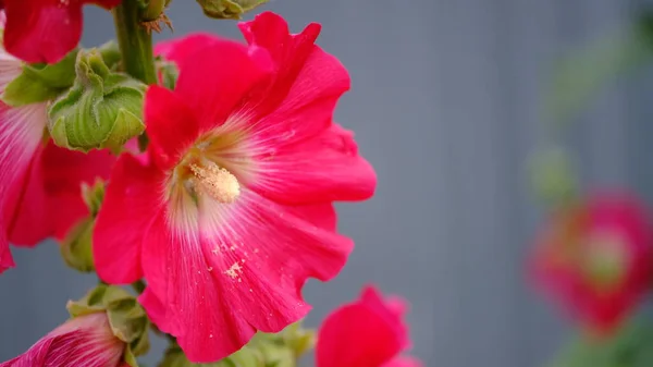 Webデザインのためにぼやけた花の背景を強調しました 公園内の花 — ストック写真