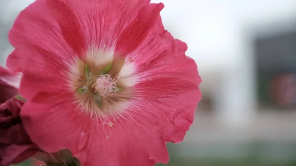 Oskärpa Suddig Blommig Bakgrund För Webbdesign Blommor Stadspark — Stockfoto