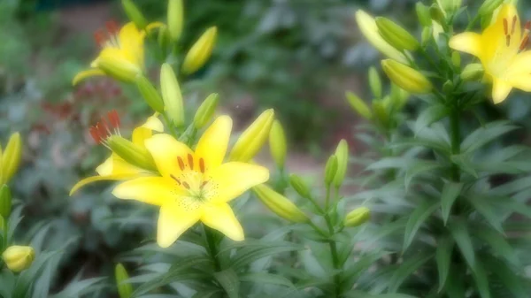 Defocused Θολή Floral Φόντο Για Web Design Λουλούδια Ένα Πάρκο — Φωτογραφία Αρχείου