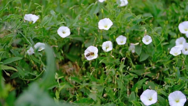 Desfocado Fundo Floral Desfocado Para Web Design Flores Parque Cidade — Fotografia de Stock