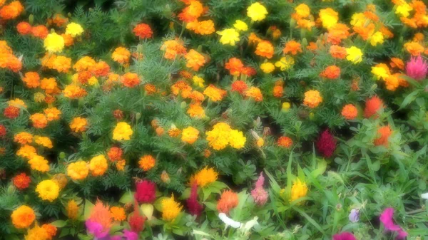 Розсіяний Розмитий Квітковий Фон Веб Дизайну Квіти Міському Парку — стокове фото