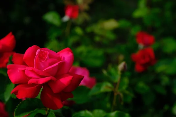 Розы Городском Парке Цветочный Фон Веб Дизайна — стоковое фото