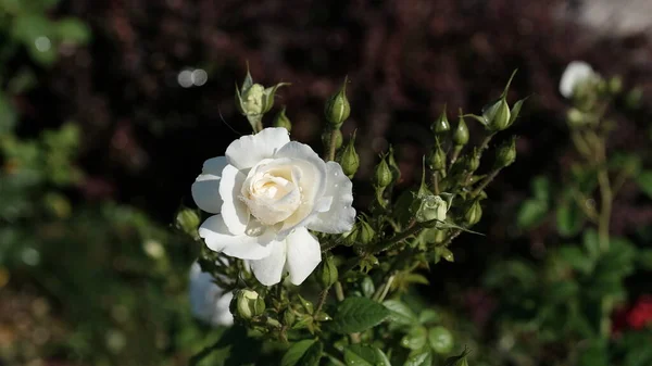 Rosas Parque Ciudad Fondo Floral Para Diseño Web — Foto de Stock