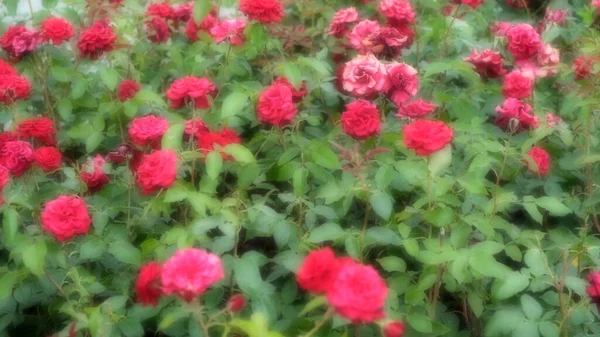 Růže Městském Parku Květinové Pozadí Pro Web Design — Stock fotografie