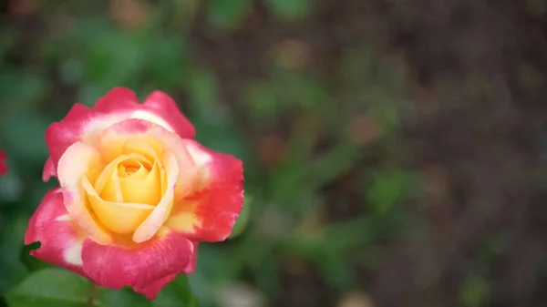 Rosas Parque Ciudad Fondo Floral Para Diseño Web — Foto de Stock