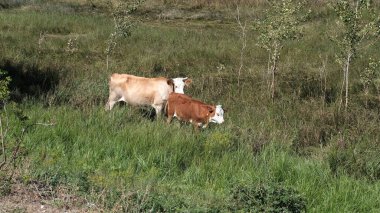 Köyde bir inek. Rusya 'da sığırlar kırsalda