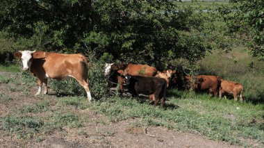 Köyde bir inek. Rusya 'da sığırlar kırsalda