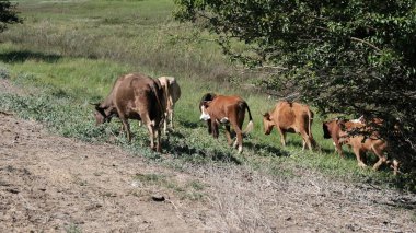 Köyde bir inek. Rusya 'da sığırlar kırsalda