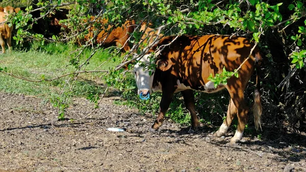 Une Vache Dans Village Bovins Russie Campagne — Photo