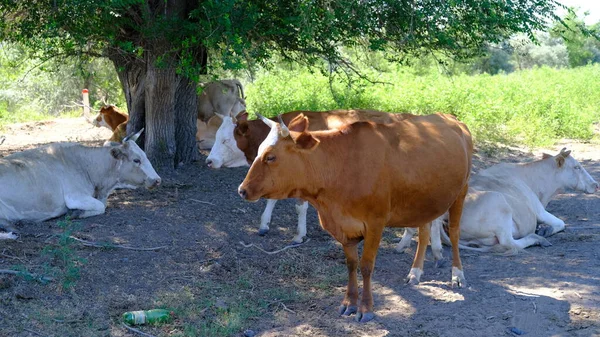 Une Vache Dans Village Bovins Russie Campagne — Photo