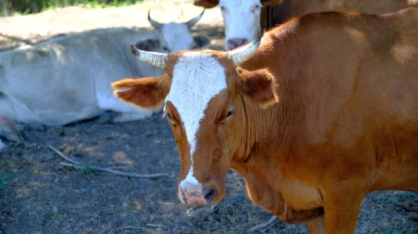 Una Vaca Pueblo Ganado Rusia Campo — Foto de Stock