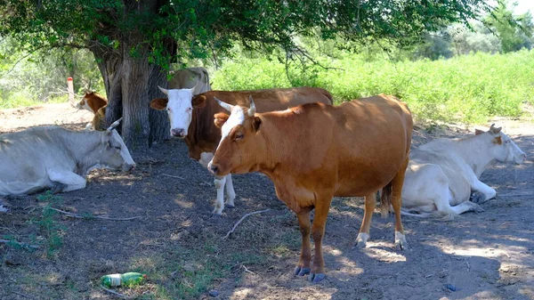 Una Vaca Pueblo Ganado Rusia Campo — Foto de Stock