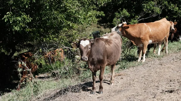 Корова Деревне Крупный Рогатый Скот России — стоковое фото
