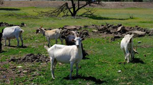 Una Manada Cabras Campo — Foto de Stock