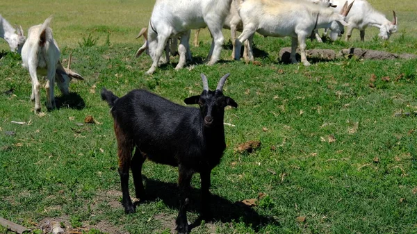 Troupeau Chèvres Dans Les Champs — Photo