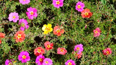 Web tasarımı için bulanık çiçek arkaplanı. Şehir parkında çiçekler