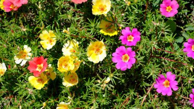 Web tasarımı için bulanık çiçek arkaplanı. Şehir parkında çiçekler