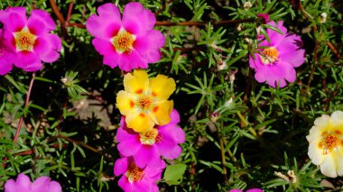 Web tasarımı için bulanık çiçek arkaplanı. Şehir parkında çiçekler