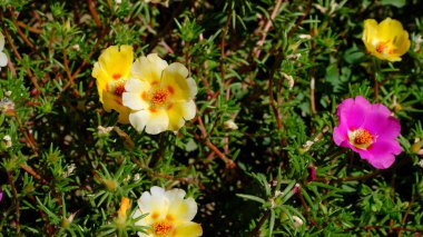 Web tasarımı için bulanık çiçek arkaplanı. Şehir parkında çiçekler