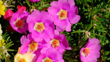 Web tasarımı için bulanık çiçek arkaplanı. Şehir parkında çiçekler