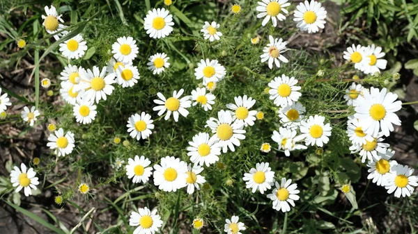 Fond Flou Flou Déconcentré Pour Conception Web Fleurs Dans Parc — Photo