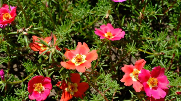 Defocused Wazig Bloemige Achtergrond Voor Web Design Bloemen Een Stad — Stockfoto