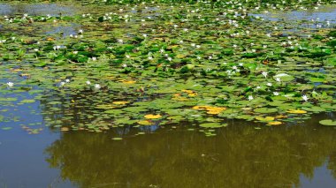 Rusya 'da bir nehirde zambaklar