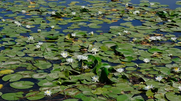 Water Lilies River Russia — Stock Photo, Image