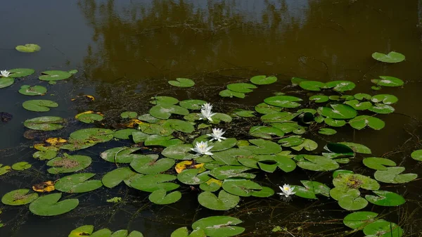 Lirios Agua Río Rusia — Foto de Stock