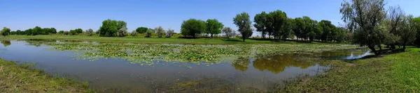 Lirios Agua Río Rusia — Foto de Stock