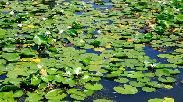 Water Lilies River Russia — Stock Photo, Image