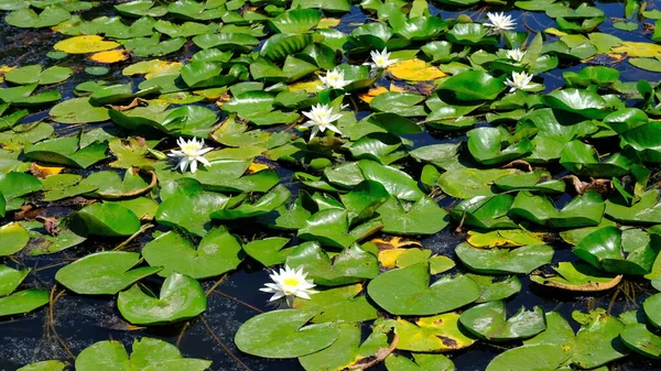 Water Lilies River Russia — Stock Photo, Image