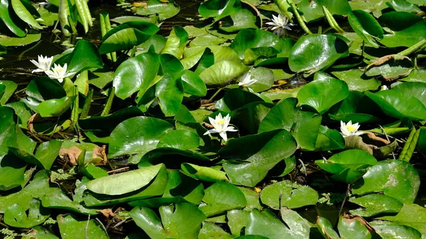 Lirios Agua Río Rusia — Foto de Stock