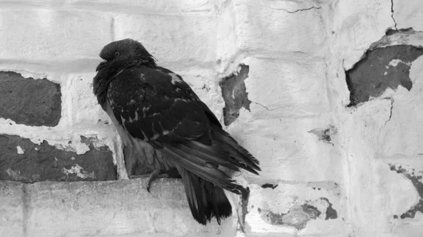 Palomas Una Calle Ciudad — Foto de Stock