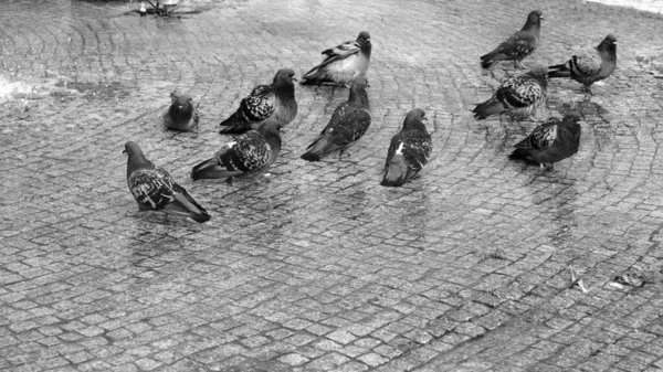 Pigeons Dans Une Rue Ville — Photo