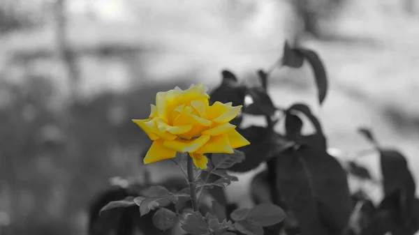 Fiori Gialli Nel Parco Cittadino — Foto Stock