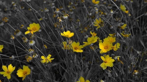 Flores Amarelas Parque Cidade — Fotografia de Stock