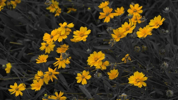 Flores Amarelas Parque Cidade — Fotografia de Stock