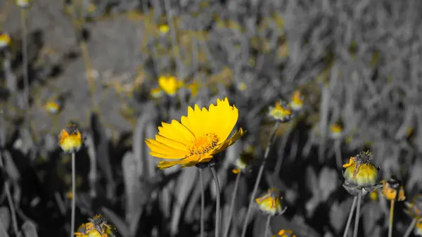 Flores Amarelas Parque Cidade — Fotografia de Stock