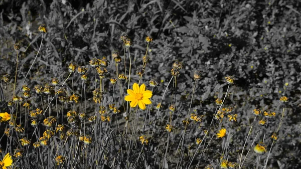 公園内の黄色の花 — ストック写真