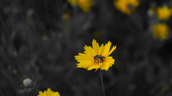 Yellow Flowers City Park — Stock Photo, Image