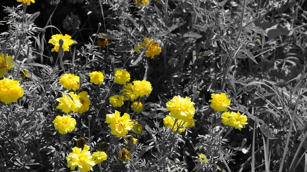 Yellow Flowers City Park — Stock Photo, Image