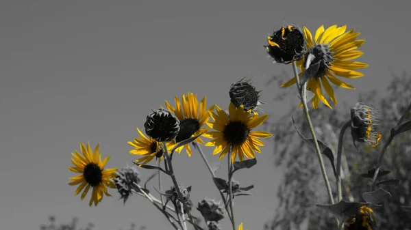 Flores Amarillas Parque Ciudad — Foto de Stock